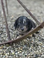 Oscar, a male Miniature Dachshund for sale in Hillsboro, OH – Photo 6 of 10