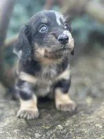 Oscar, a male Miniature Dachshund for sale in Hillsboro, OH – Photo 1 of 10