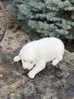 Yukon LGD, a male Anatolian Shepherd Dog and Maremma Sheepdog for sale in Hillsboro, OH – 5 of 9