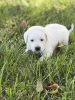 Willow LGD, a female Anatolian Shepherd Dog and Maremma Sheepdog for sale in Hillsboro, OH – 6 of 10