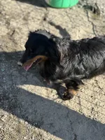 Betty, a female Miniature Dachshund for sale in Hillsboro, OH – Photo 3 of 7