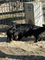 Betty, a female Miniature Dachshund for sale in Hillsboro, OH – Photo 5 of 7