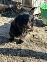 Betty, a female Miniature Dachshund for sale in Hillsboro, OH – Photo 4 of 7