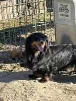 Betty, a female Miniature Dachshund for sale in Hillsboro, OH – Photo 2 of 7