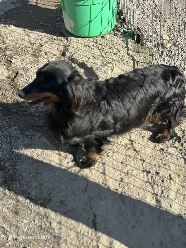 Betty, a female Miniature Dachshund for sale in Hillsboro, OH – Photo 1 of 7