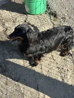 Betty, a female Miniature Dachshund for sale in Hillsboro, OH – Photo 1 of 7