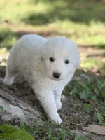 Bear LGD, a male Anatolian Shepherd Dog and Maremma Sheepdog for sale in Hillsboro, OH – 9 of 10
