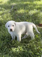 Storm LGD, a male Anatolian Shepherd Dog and Maremma Sheepdog for sale in Hillsboro, OH – 8 of 10