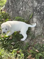 Duke LGD, a male Anatolian Shepherd Dog and Maremma Sheepdog for sale in Hillsboro, OH – 2 of 10