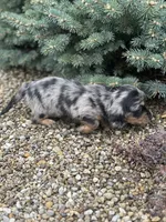 Heidi, a female Miniature Dachshund for sale in Hillsboro, OH – Photo 10 of 10
