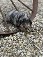 Heidi, a female Miniature Dachshund for sale in Hillsboro, OH – Photo 6 of 10