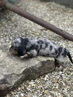 Heidi, a female Miniature Dachshund for sale in Hillsboro, OH – Photo 8 of 10