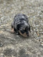 Heidi, a female Miniature Dachshund for sale in Hillsboro, OH – Photo 2 of 10