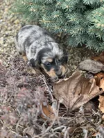 Heidi, a female Miniature Dachshund for sale in Hillsboro, OH – Photo 9 of 10