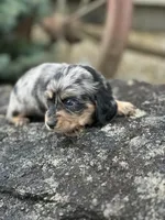 Heidi, a female Miniature Dachshund for sale in Hillsboro, OH – Photo 5 of 10