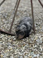 Heidi, a female Miniature Dachshund for sale in Hillsboro, OH – Photo 4 of 10