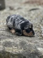 Heidi, a female Miniature Dachshund for sale in Hillsboro, OH – Photo 3 of 10