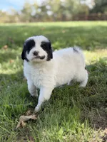 Sierra LGD, a female Anatolian Shepherd Dog and Maremma Sheepdog for sale in Hillsboro, OH – 5 of 10