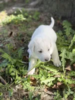 Duke LGD, a male Anatolian Shepherd Dog and Maremma Sheepdog for sale in Hillsboro, OH – 3 of 10
