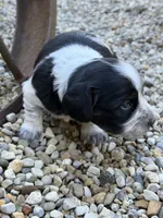 Charlie, a male Miniature Dachshund for sale in Hillsboro, OH – 9 of 10