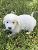 Samson LGD, a male Anatolian Shepherd Dog and Maremma Sheepdog for sale in Hillsboro, OH – 3 of 10