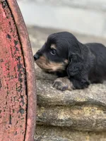 Bella AKC, a female Miniature Dachshund for sale in Hillsboro, OH – 5 of 10