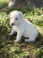 River LGD, a female Anatolian Shepherd Dog and Maremma Sheepdog for sale in Hillsboro, OH – 7 of 10