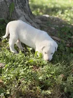 Storm LGD, a male Anatolian Shepherd Dog and Maremma Sheepdog for sale in Hillsboro, OH – 4 of 10