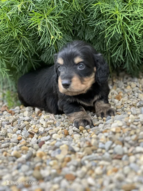 Bella AKC – Miniature Dachshund puppy for sale in Hillsboro, OH
