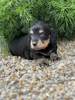 Bella AKC, a female Miniature Dachshund for sale in Hillsboro, OH – 1 of 10