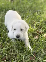Duke LGD, a male Anatolian Shepherd Dog and Maremma Sheepdog for sale in Hillsboro, OH – 4 of 10
