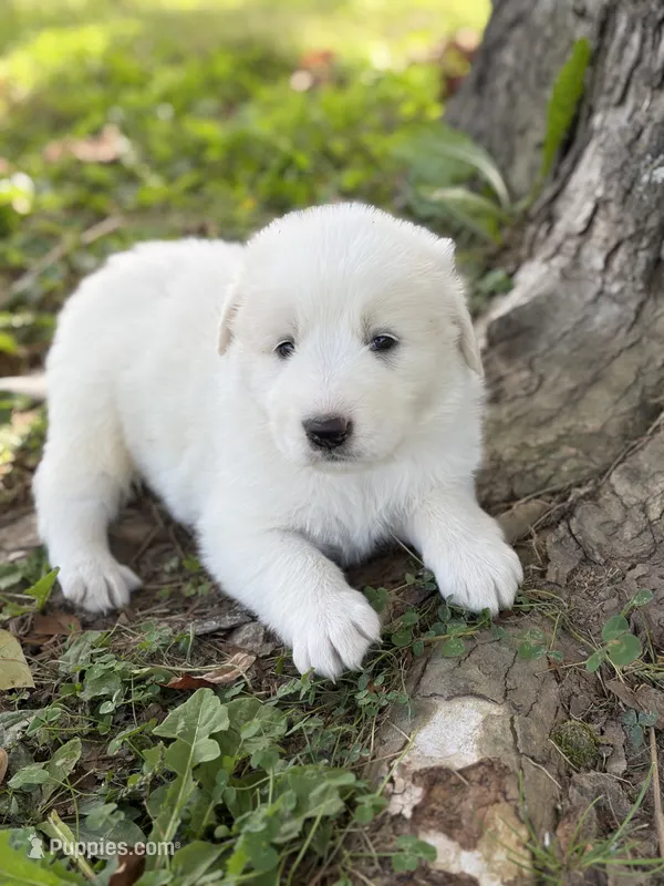 Samson LGD – Anatolian Shepherd Dog, Maremma Sheepdog puppy for sale in Hillsboro, OH