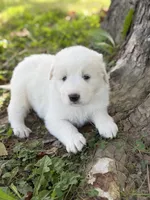 Samson LGD, a male Anatolian Shepherd Dog and Maremma Sheepdog for sale in Hillsboro, OH – 1 of 10