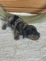 Slinky AKC, a male Miniature Dachshund for sale in Hillsboro, OH – 3 of 6