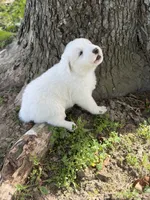 Samson LGD, a male Anatolian Shepherd Dog and Maremma Sheepdog for sale in Hillsboro, OH – 9 of 10