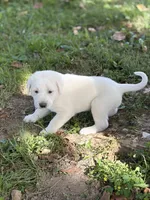 Duke LGD, a male Anatolian Shepherd Dog and Maremma Sheepdog for sale in Hillsboro, OH – 5 of 10