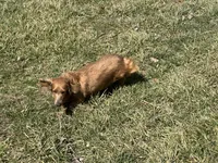 AKC Mocha, a female Miniature Dachshund for sale in Hillsboro, OH – Photo 8 of 10