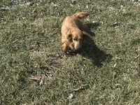 AKC Mocha, a female Miniature Dachshund for sale in Hillsboro, OH – Photo 6 of 10