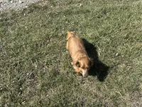 AKC Mocha, a female Miniature Dachshund for sale in Hillsboro, OH – Photo 10 of 10