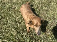 AKC Mocha, a female Miniature Dachshund for sale in Hillsboro, OH – Photo 3 of 10