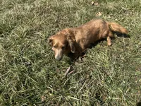 AKC Mocha, a female Miniature Dachshund for sale in Hillsboro, OH – Photo 9 of 10