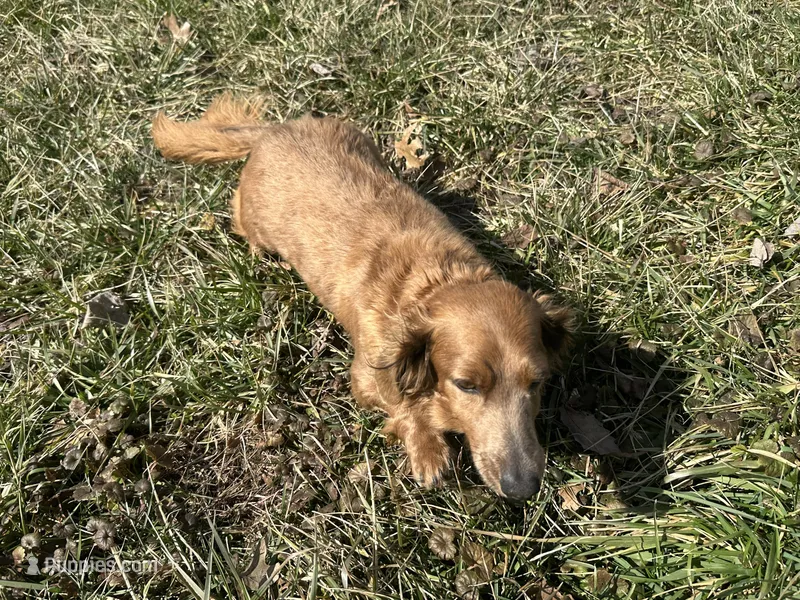 AKC Mocha, a female Miniature Dachshund for sale in Hillsboro, OH – Photo 1 of 10