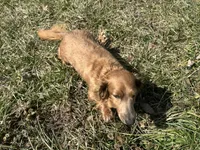 AKC Mocha, a female Miniature Dachshund for sale in Hillsboro, OH – Photo 1 of 10