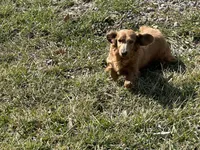 AKC Mocha, a female Miniature Dachshund for sale in Hillsboro, OH – Photo 7 of 10