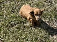 AKC Mocha, a female Miniature Dachshund for sale in Hillsboro, OH – Photo 5 of 10