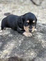 Paisley - AKC, a female Miniature Dachshund for sale in Hillsboro, OH – 8 of 10