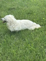 June, a female Miniature Dachshund for sale in Hillsboro, OH – 7 of 10