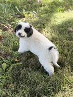 Sierra LGD, a female Anatolian Shepherd Dog and Maremma Sheepdog for sale in Hillsboro, OH – 1 of 10