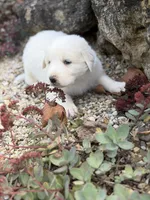 Yukon LGD, a male Anatolian Shepherd Dog and Maremma Sheepdog for sale in Hillsboro, OH – 9 of 9