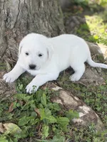 Willow LGD, a female Anatolian Shepherd Dog and Maremma Sheepdog for sale in Hillsboro, OH – 3 of 10